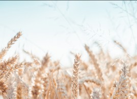 Agricultural Facilities